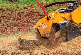 Best Tree Preservation Services  in Kaufman, TX