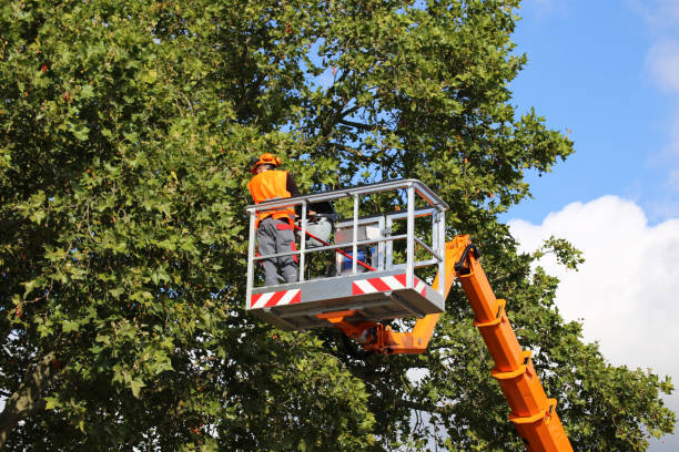 Best Aeration Services  in Kaufman, TX