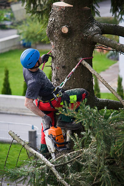 Best Tree and Shrub Care  in Kaufman, TX