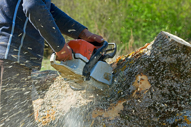 Kaufman, TX Tree Services Company
