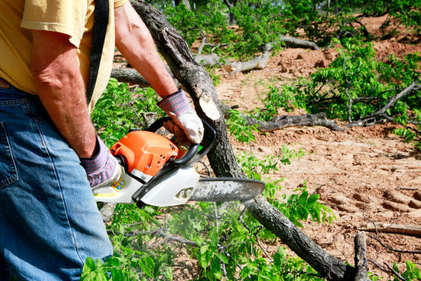 How Our Tree Care Process Works  in  Kaufman, TX